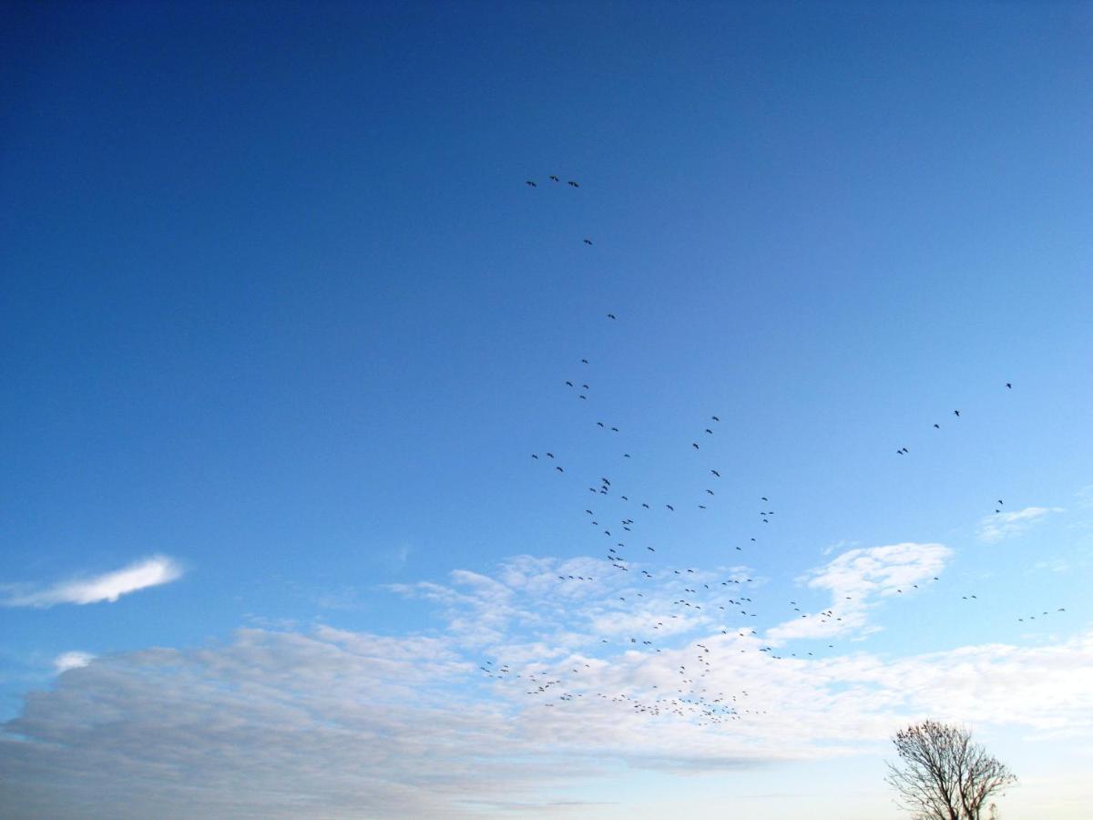 Haus Kormoran Am Lauwersmeer 175 Anjum 外观 照片